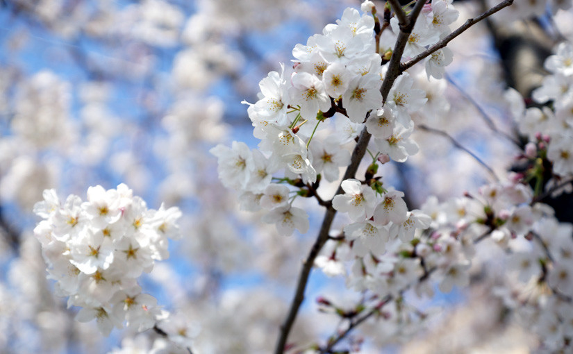 お花見の季節2015 続報2｜三好桜まつり