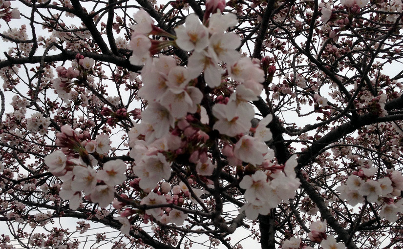 お花見の季節2015 続報1｜三好桜まつり