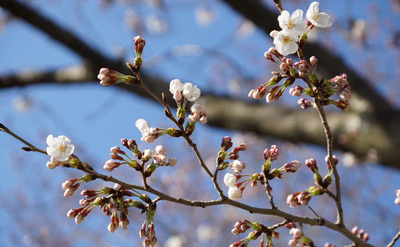 お花見の季節2015｜三好桜まつり