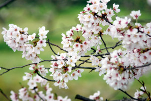お花見の季節20155