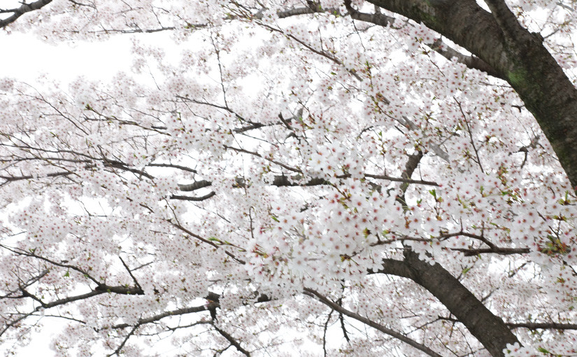 お花見の季節2015 続報3｜三好桜まつり