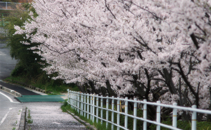 お花見の季節2015 続報4｜三好桜まつり