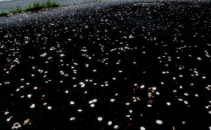 お花見の季節20154