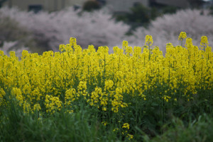 お花見の季節20156