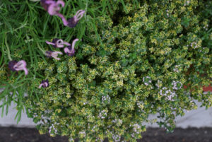 花壇2016年4月8日3