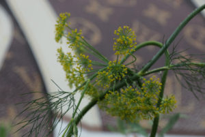 花壇2016年4月8日5